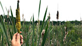 Hand holding fuzzy green cattail among brown cattails in marsh with trees