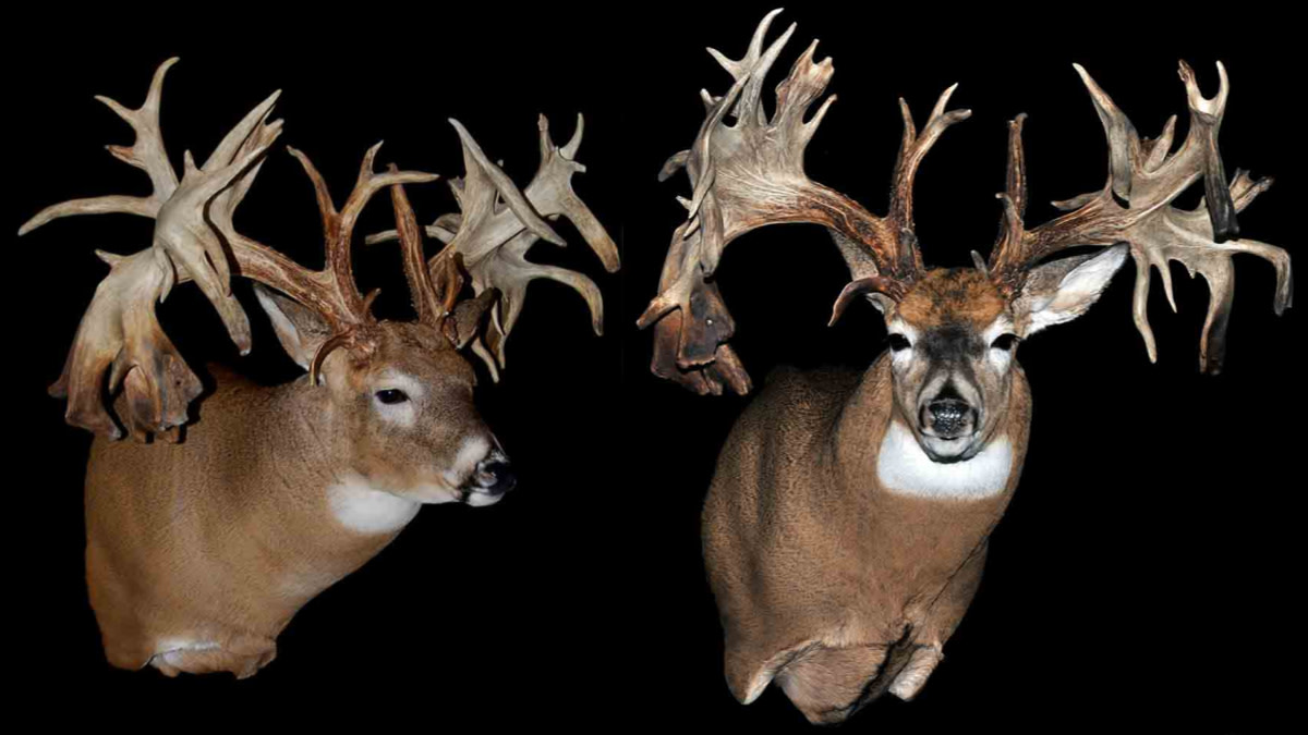 The Hole-in-the-Horn Buck