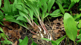 Ramps (wild leeks) with exposed white bulbs, pink stems and green leaves on forest floor