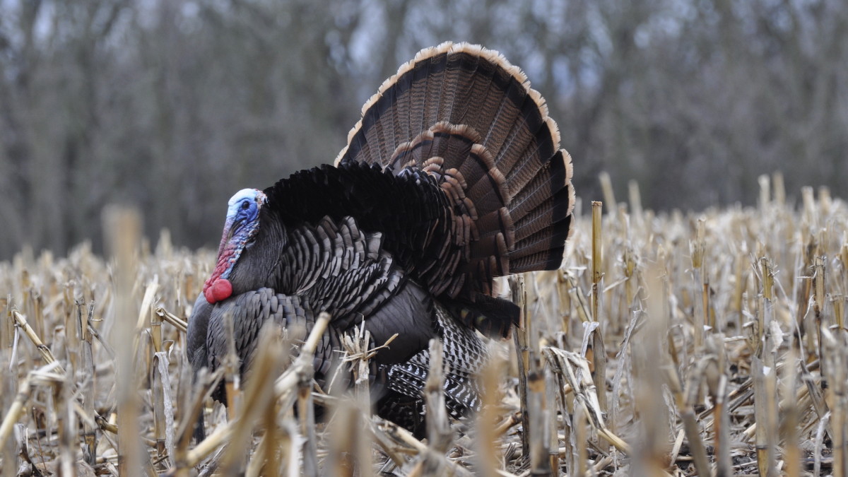 3 Turkey Timing Mistakes All Hunters Make 