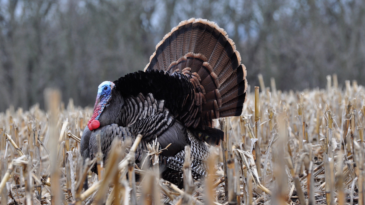 3 Turkey Timing Mistakes All Hunters Make