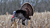 3 Turkey Timing Mistakes All Hunters Make