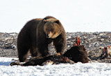 Grizzly bear feeding on carcass on snowy rocky shoreline