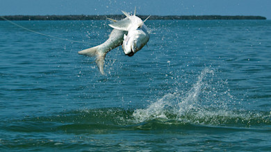 Tarpon leaping from ocean hooked on a fishing line, splash