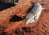 Dead swordfish with long bill lying on red sand beside a vehicle tire