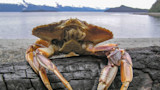 Dungeness crab perched on driftwood at rocky beach with distant mountains