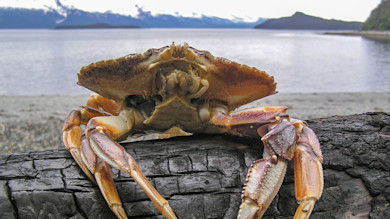 Dungeness crab perched on driftwood at rocky beach with distant mountains