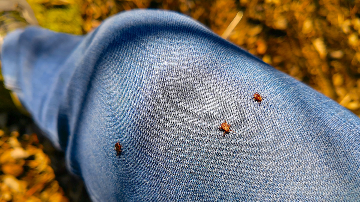 Lyme-Carrying Ticks Could Be Spreading West