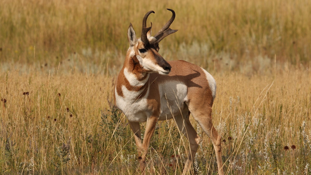 Outrunning Extinction: The Fascinating Evolution of Pronghorn
