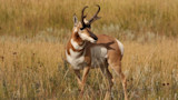 Outrunning Extinction: The Fascinating Evolution of Pronghorn