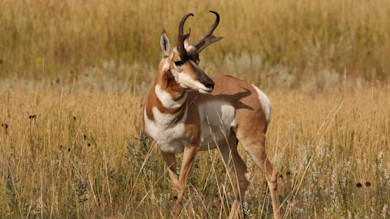 Male pronghorn with curved horns standing in golden grass, head turned right