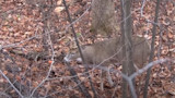 Antlered whitetail buck with open mouth in leaf-strewn woods