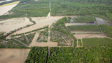 Aerial view of flooded wetlands with brown water submerging rectangular tree plots and channels