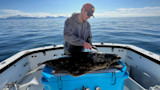 Fisherman filleting large flatfish on blue cooler aboard boat on calm sea