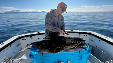 Fisherman filleting large flatfish on blue cooler aboard boat on calm sea