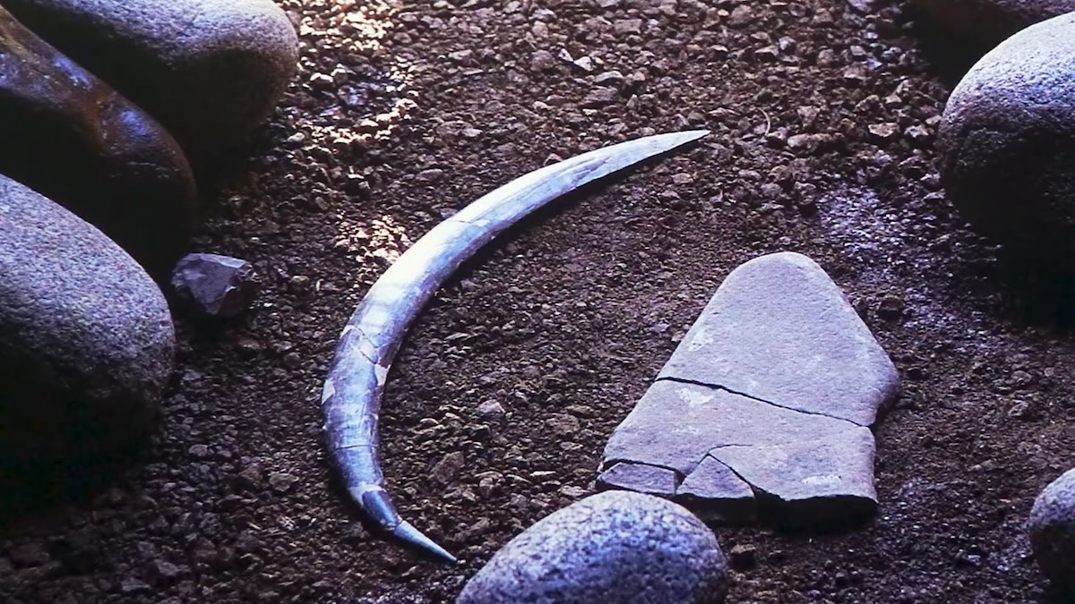 Ancient Hunting Boomerang is Twice as Old as Archaeologists Originally Estimated