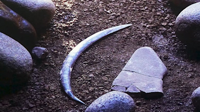Curved boomerang-shaped bone artifact on gravel with surrounding stones