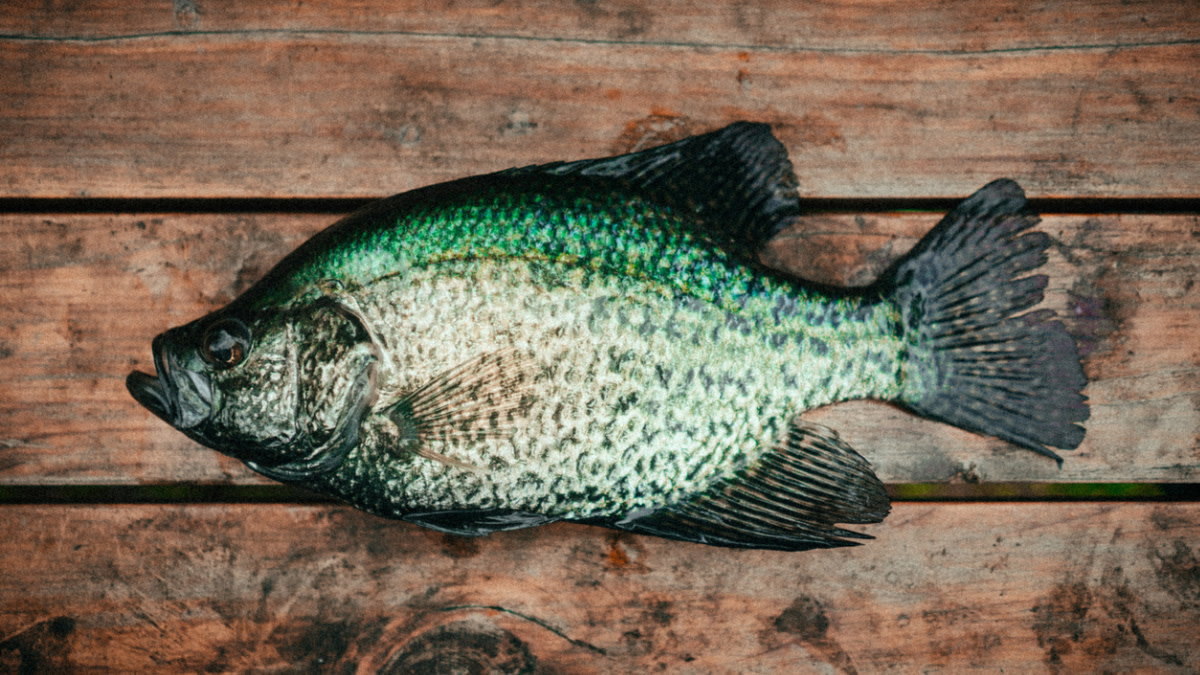 How to Catch Fall Panfish