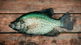 Black crappie with iridescent green scales lying on wooden dock planks