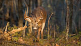 Whitetail buck walking toward camera through sunlit forest, antlers forward