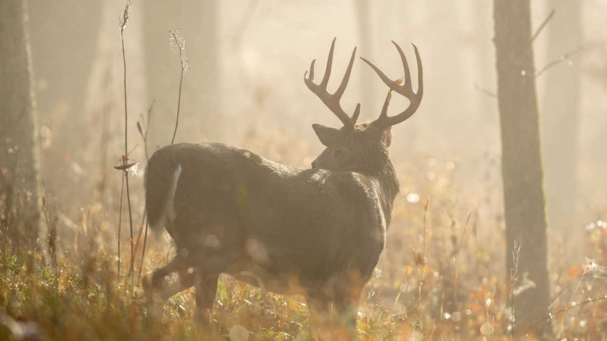 Stop Believing You Live in a Mature Buck Black Hole