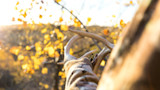 5 Mistakes Deer Hunters Make During the Rut