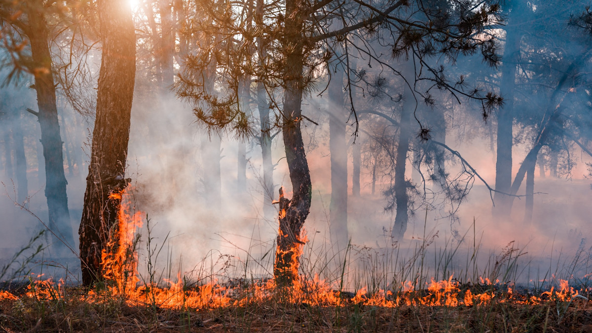 Firebirds: Why Wild Turkeys Need Fire on the Landscape