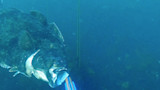 Massive halibut biting a speargun tip underwater, a vertical line visible