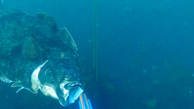 Video: Giant Halibut Charges Spearfisherman