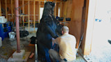 Large black bear standing upright in wooden shed; man kneeling, field‑dressing it