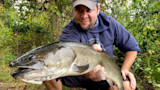 Large bowfin held toward camera by a man kneeling in leafy riverside brush