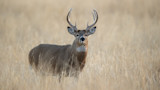 Mature buck with eight-point antlers standing in tall dry grass, facing camera