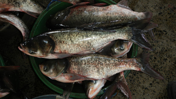 The Fight to Keep Carp Out of the Great Lakes