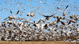 Flock of snow geese taking flight, filling blue sky over an open field