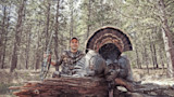 Large wild turkey with fanned tail on log; hunter kneels behind holding crossbow in pine forest