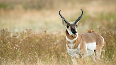 Pronghorn antelope with curved horns standing in grassy prairie, looking right