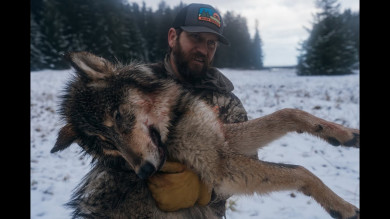 Alaska Wolf Management