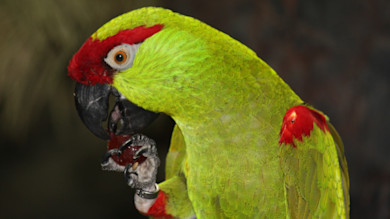 Green parrot with red forehead and wing patches eating a small red fruit