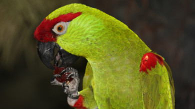 Arizona’s Extirpated, Native Parrots