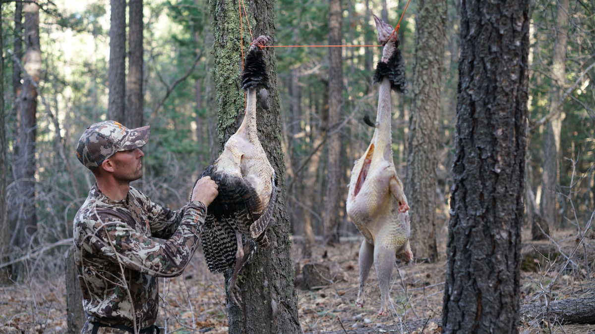 Is a Turkey Sponge Edible?