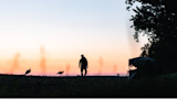 Silhouette of a hunter walking past two turkeys toward a ground blind at sunrise
