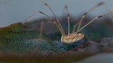 Harvestman (daddy longlegs) perched on a mottled green leaf