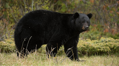 Black bear standing in grassy clearing beside mossy low shrubs, head turned toward camera