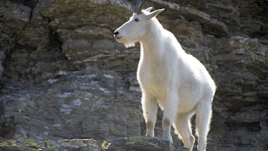 White mountain goat with short curved horns standing on rocky ledge