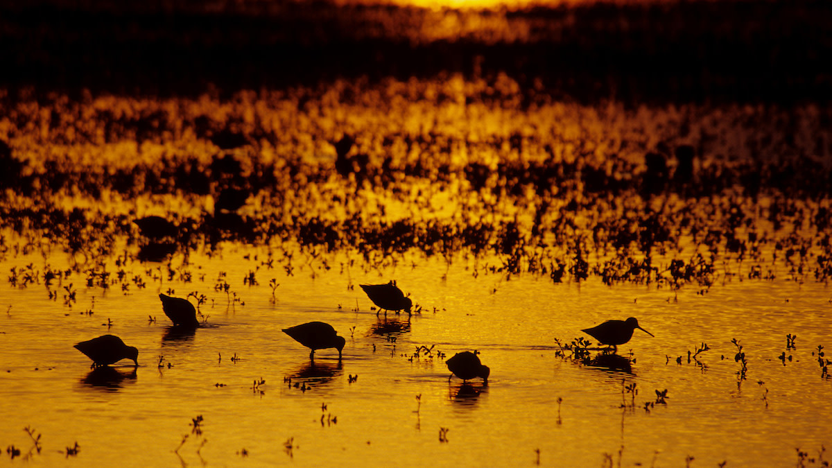 Can Hunters Save Songbirds?