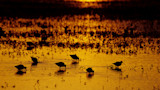 Shorebirds wading at sunset, silhouetted with reflections on golden water