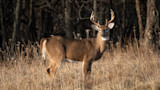 Missouri Bows to Hunter Pressure, Discontinues Targeted CWD Deer Removal Program