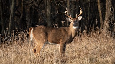 White-tailed buck with antlers in dry grassy field before leafless trees