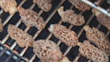 Morel mushrooms on a metal grill rack