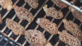 3 Best Ways to Clean Morel Mushrooms
